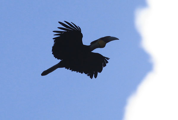 Bushy Crested Hornbill